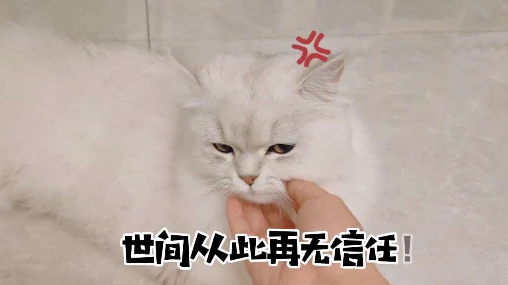 铲屎的能有什么坏心思呢