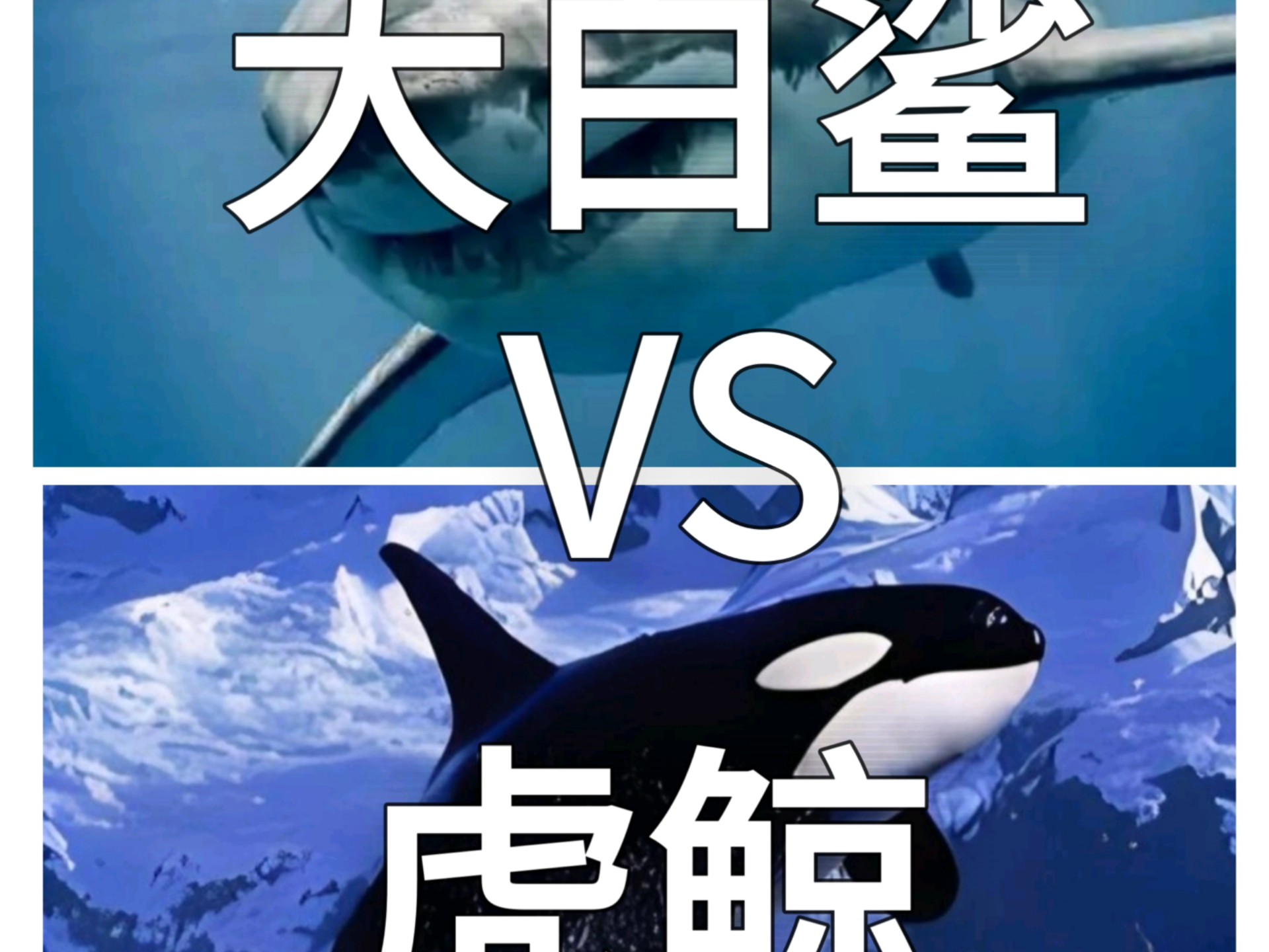 大白鲨敢攻击虎鲸吗