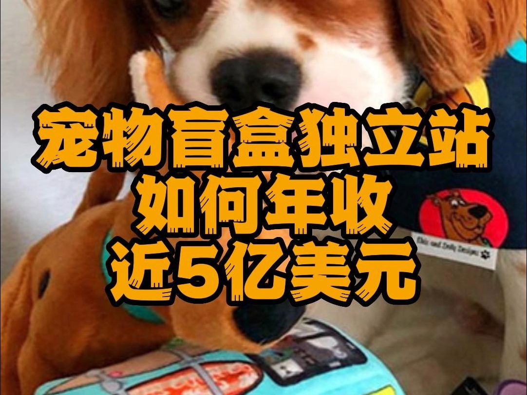 这个宠物盲盒独立站不一般|独立站建站 海外线上平台搭建 成都网站