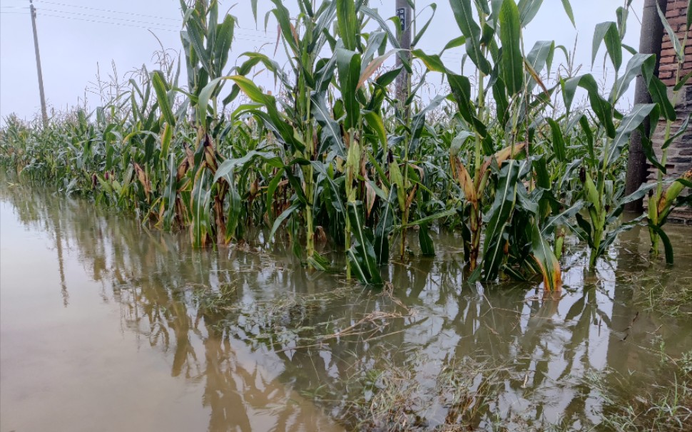 我家后面的玉米地全淹了,连着下了一个月雨