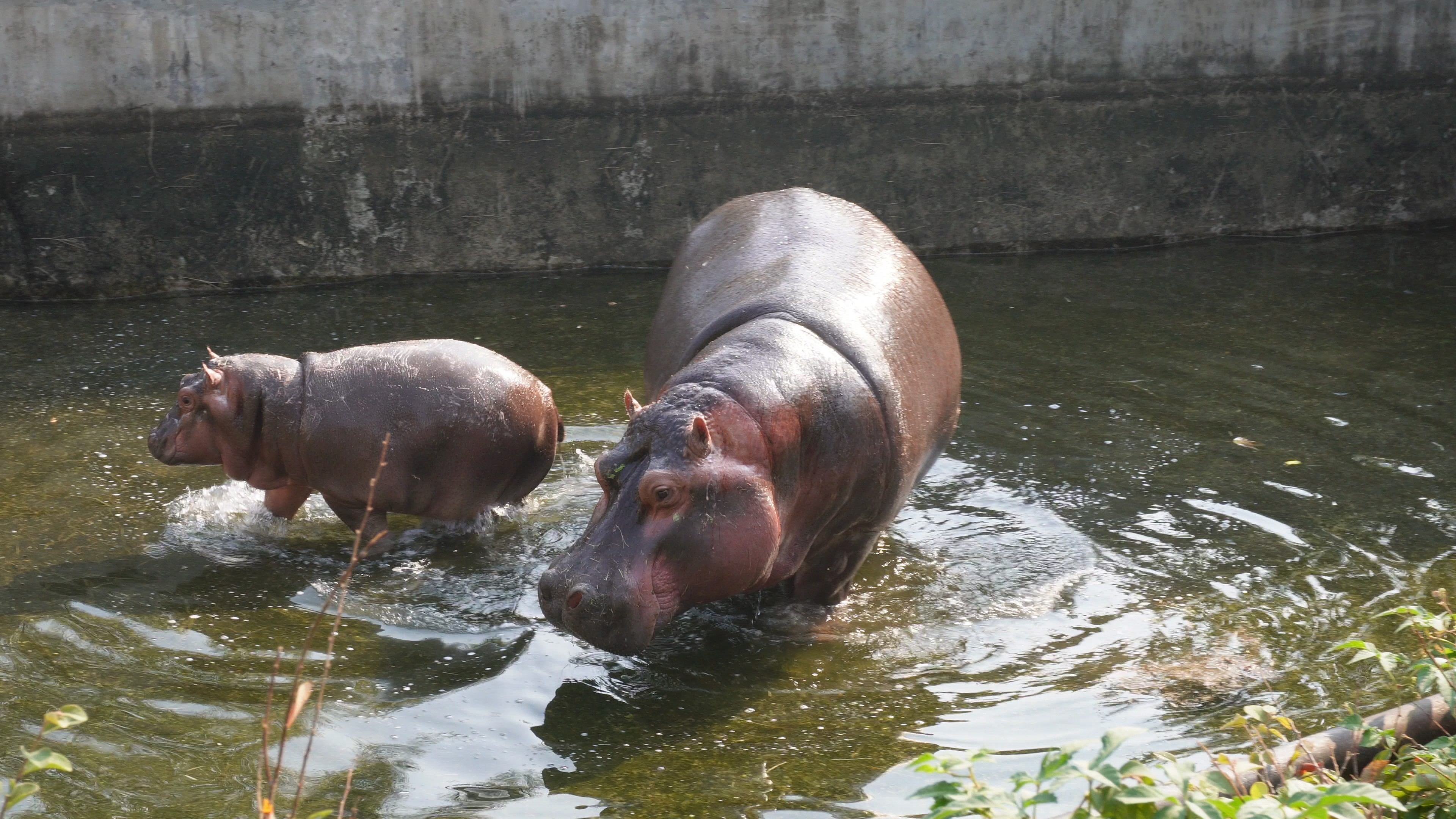 一出生就有事业编的小河马,想来来想走走