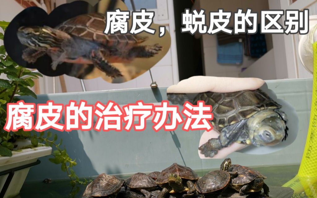 【养龟】腐皮应该怎么治？你的龟是腐皮还是蜕皮？_哔哩哔哩_bilibili