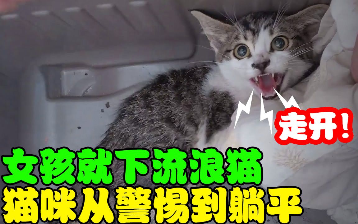 女孩救下超凶流浪猫,让猫咪从警惕到躺平,猫咪还给女孩带来惊喜哔哩哔哩bilibili