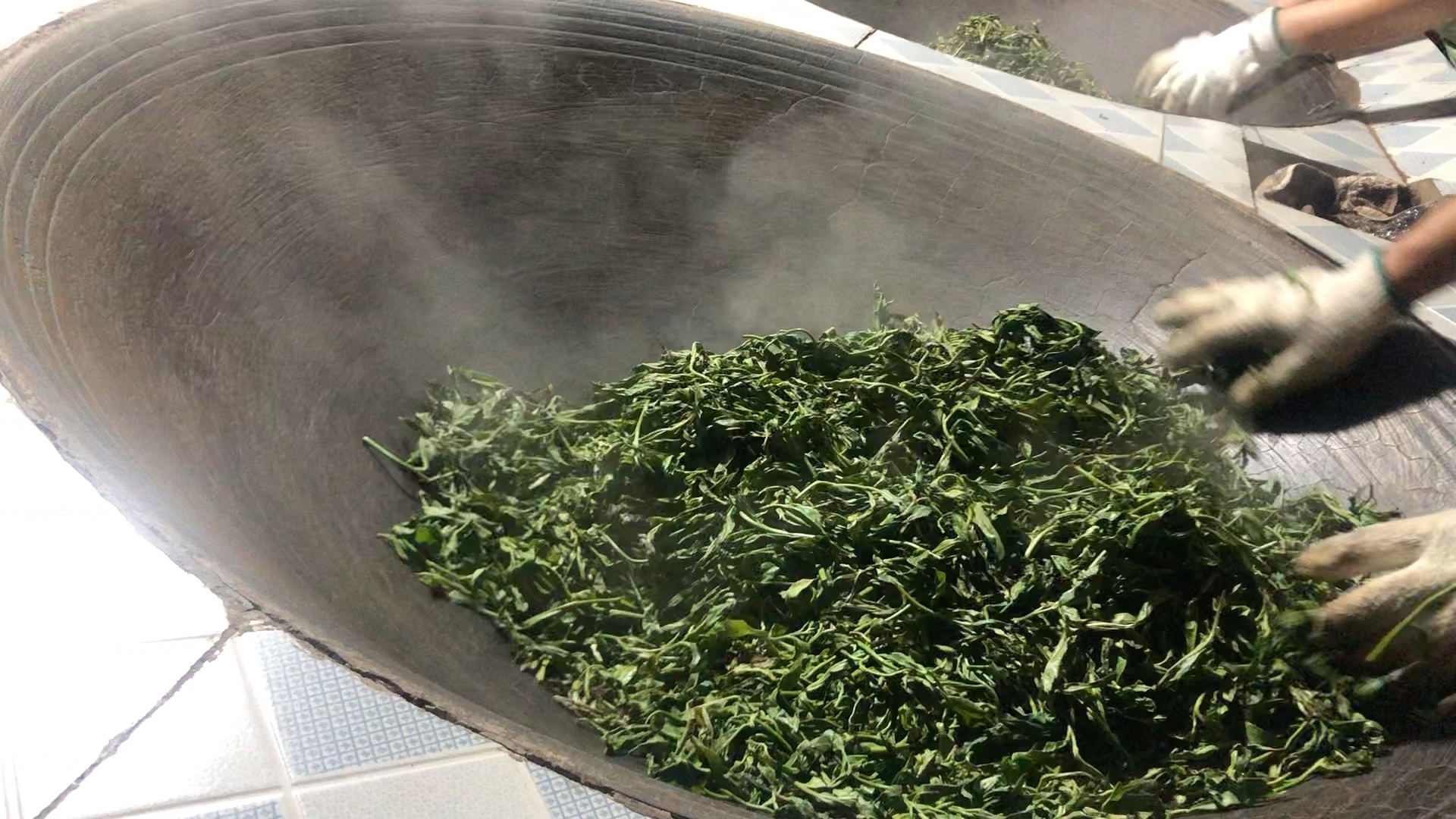 传统手工炒青-薄荷塘古树