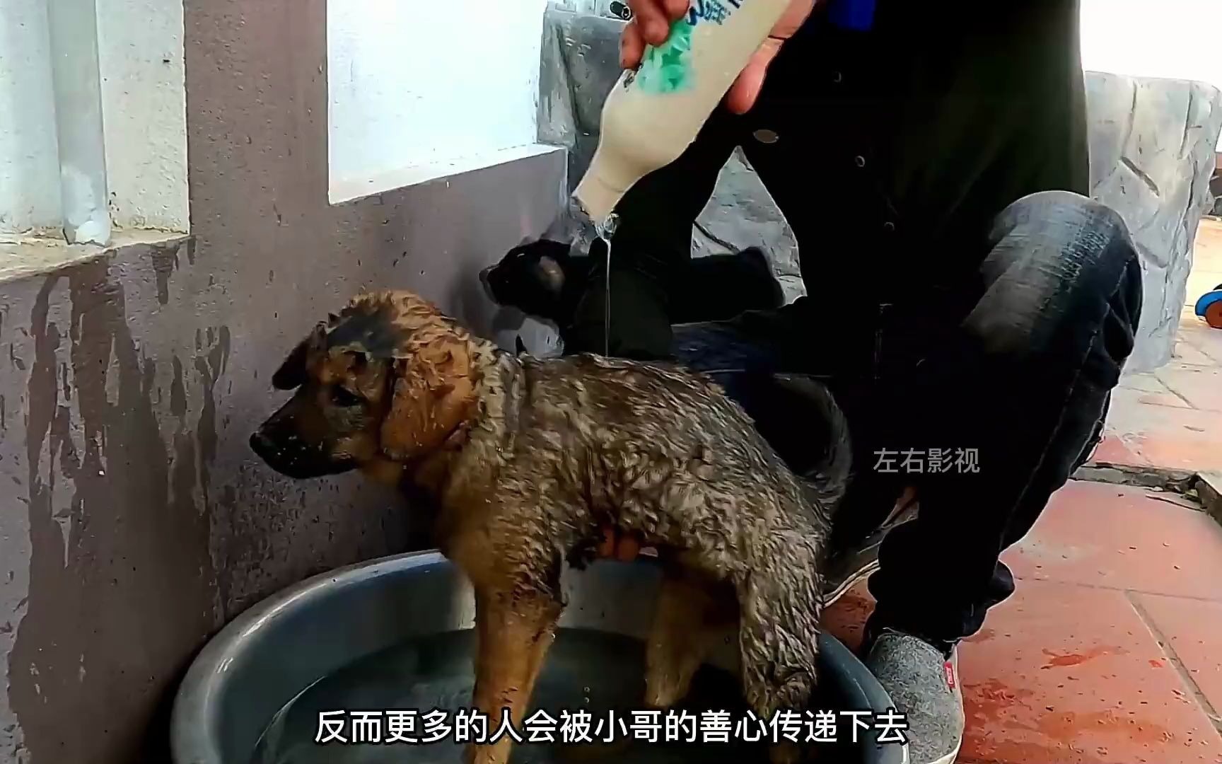 狗淹死图片