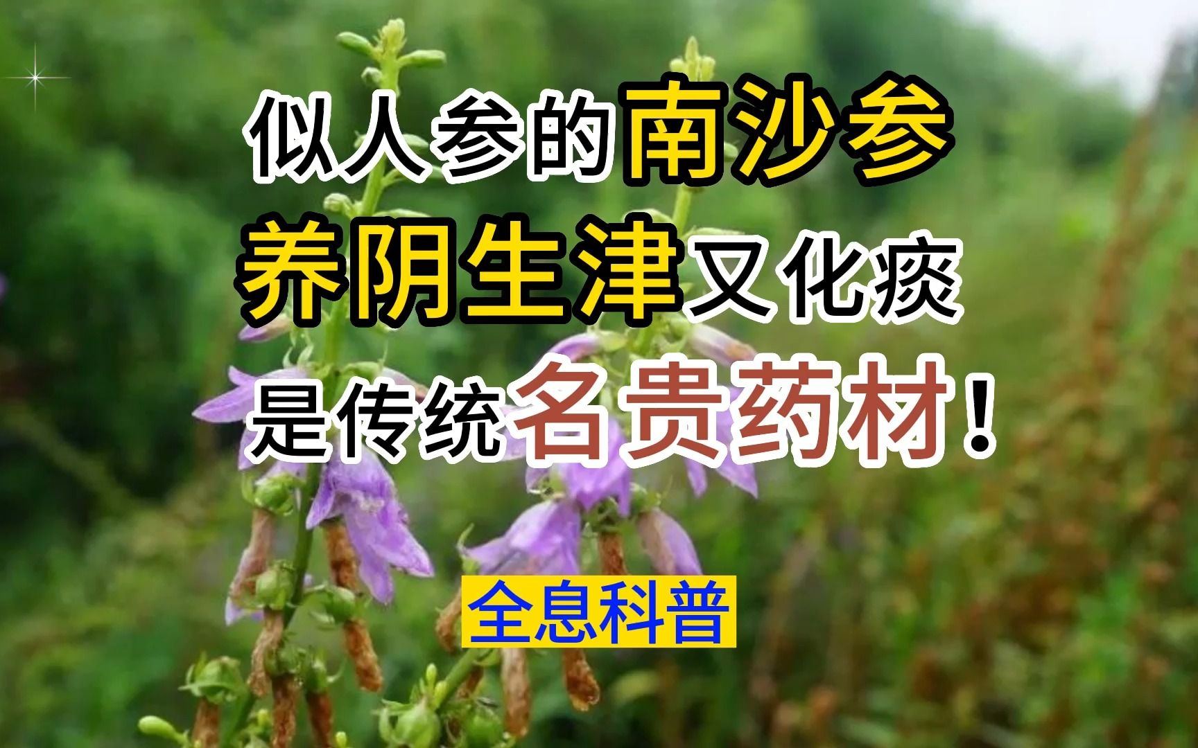 似人参的南沙参,养阴生津又化痰,是传统名贵药材!哔哩哔哩bilibili