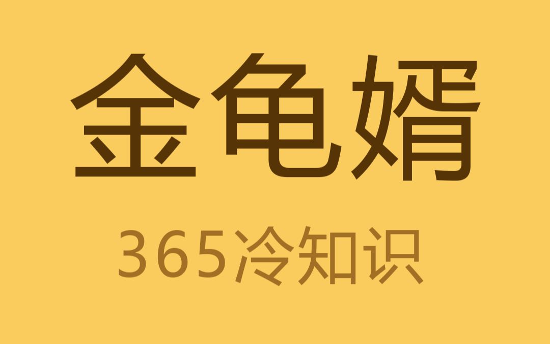 金龟是什么?为什么金龟婿会被用来指代有钱的女婿?哔哩哔哩bilibili