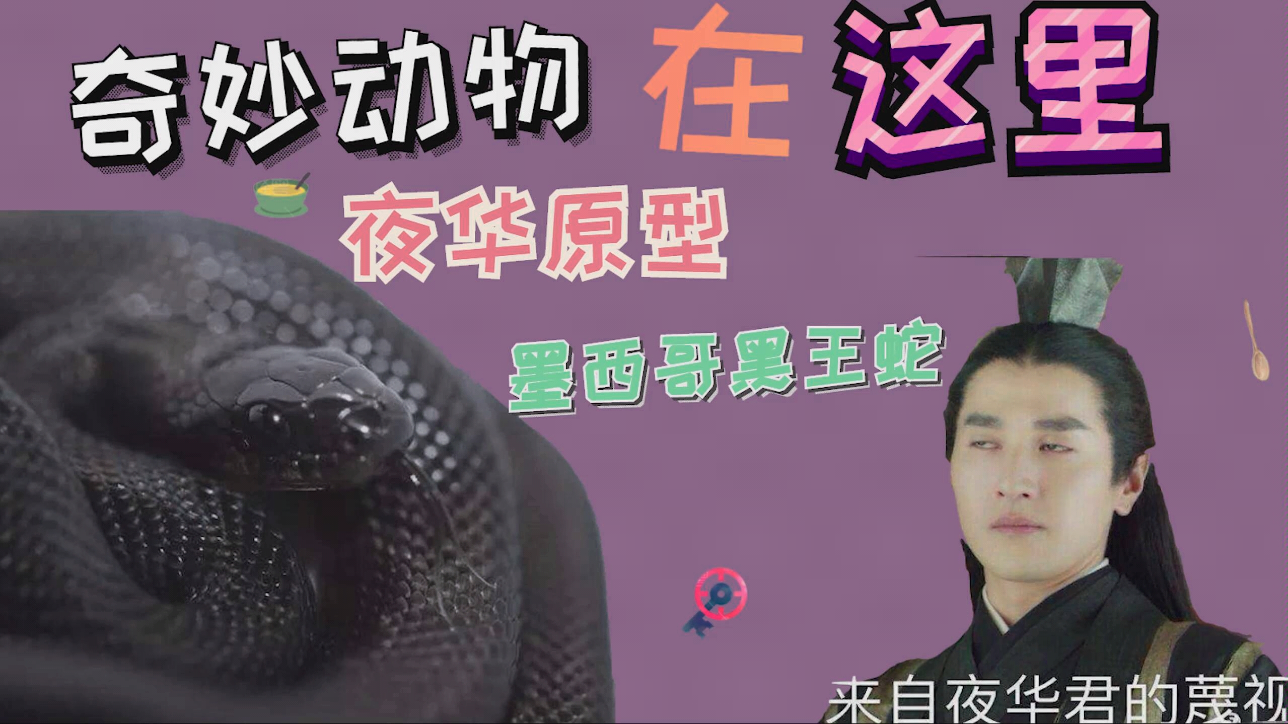 墨西哥黑王蛇~最像夜华的蛇