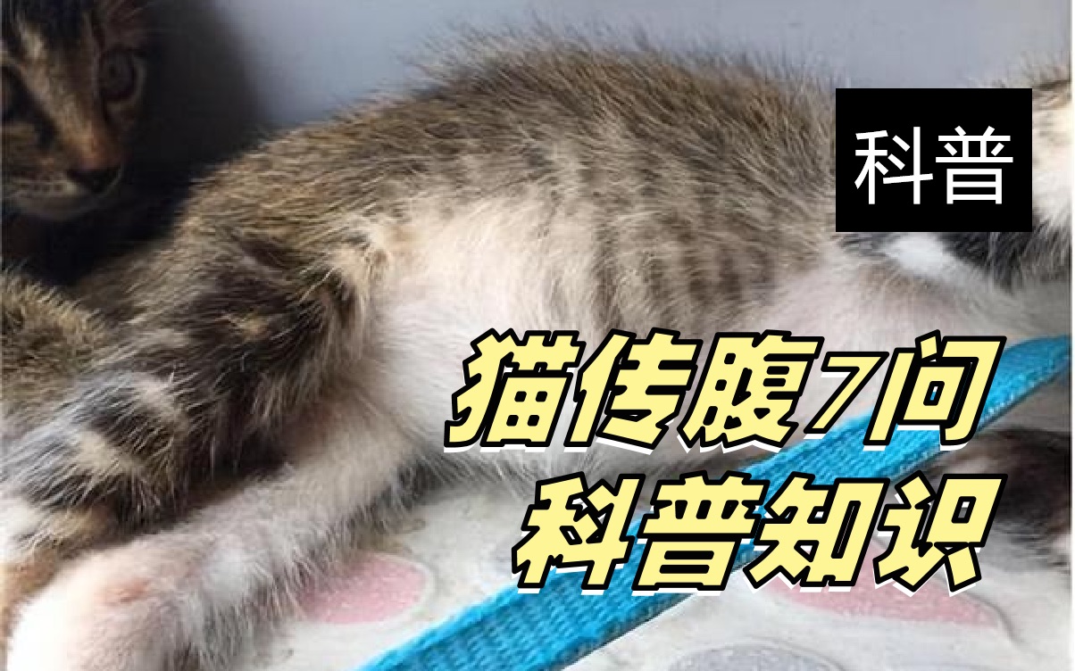 猫传腹,真的不传染吗?哔哩哔哩bilibili