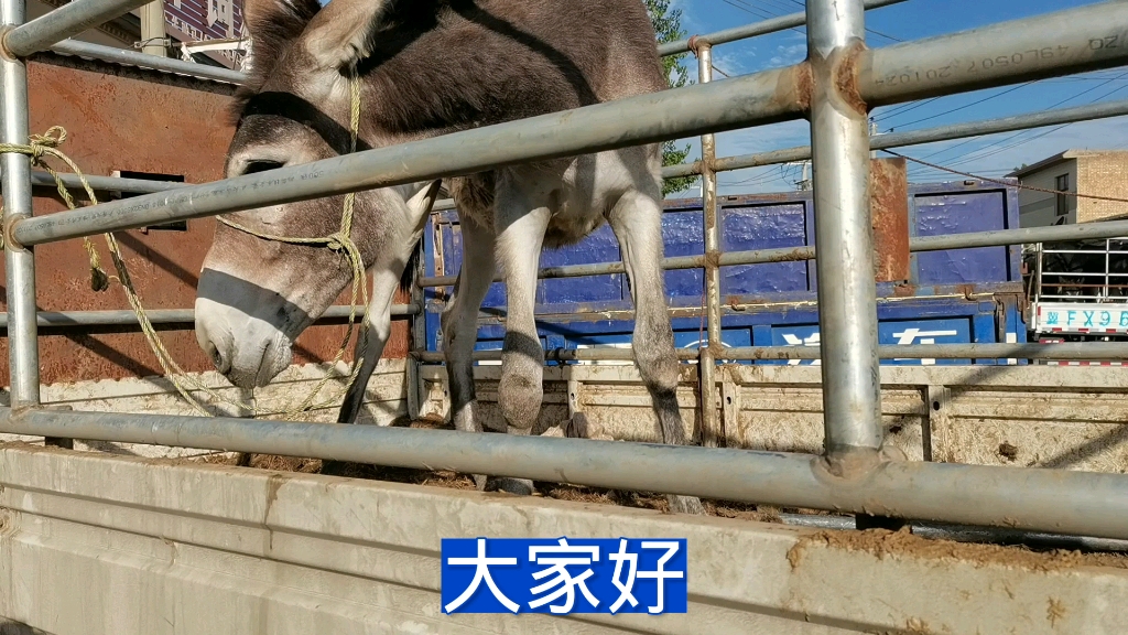 草驴膝盖臃肿长大脓包,用针管抽积液连续几次,像小喷泉一样喷哔哩哔哩bilibili