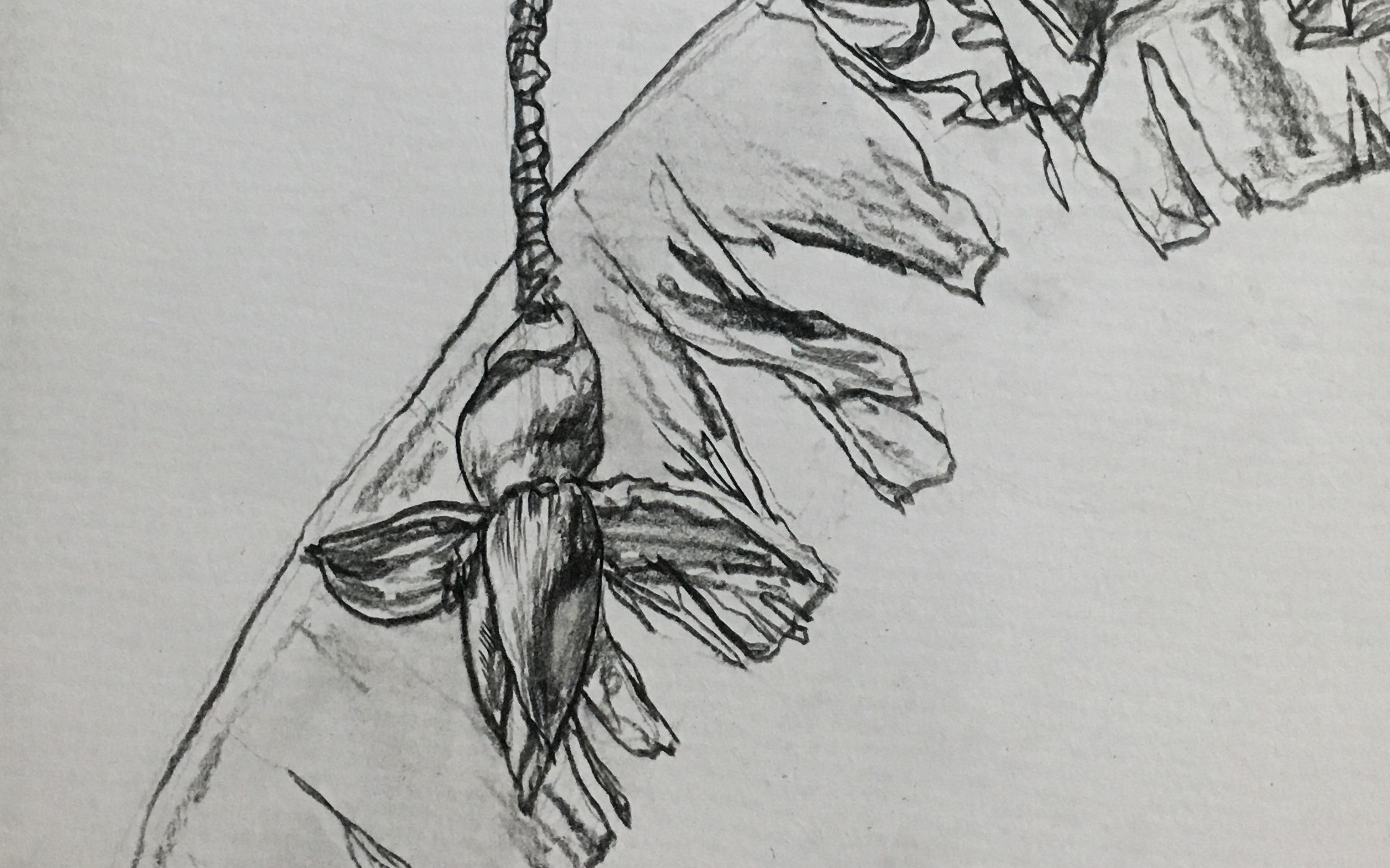 速写香蕉树植物风景