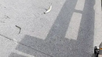 路亚夏天没有水面系爆口怎么叫夏天？