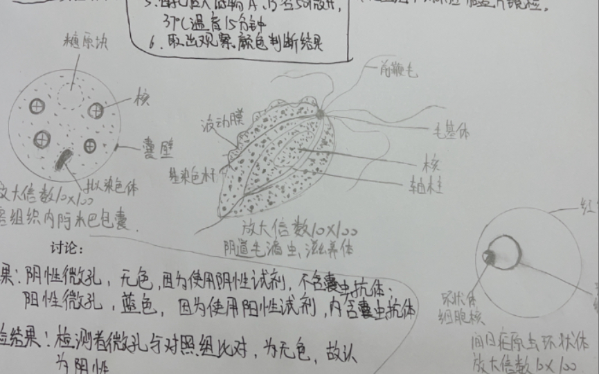 论医学生的实验报告都会写什么哔哩哔哩bilibili