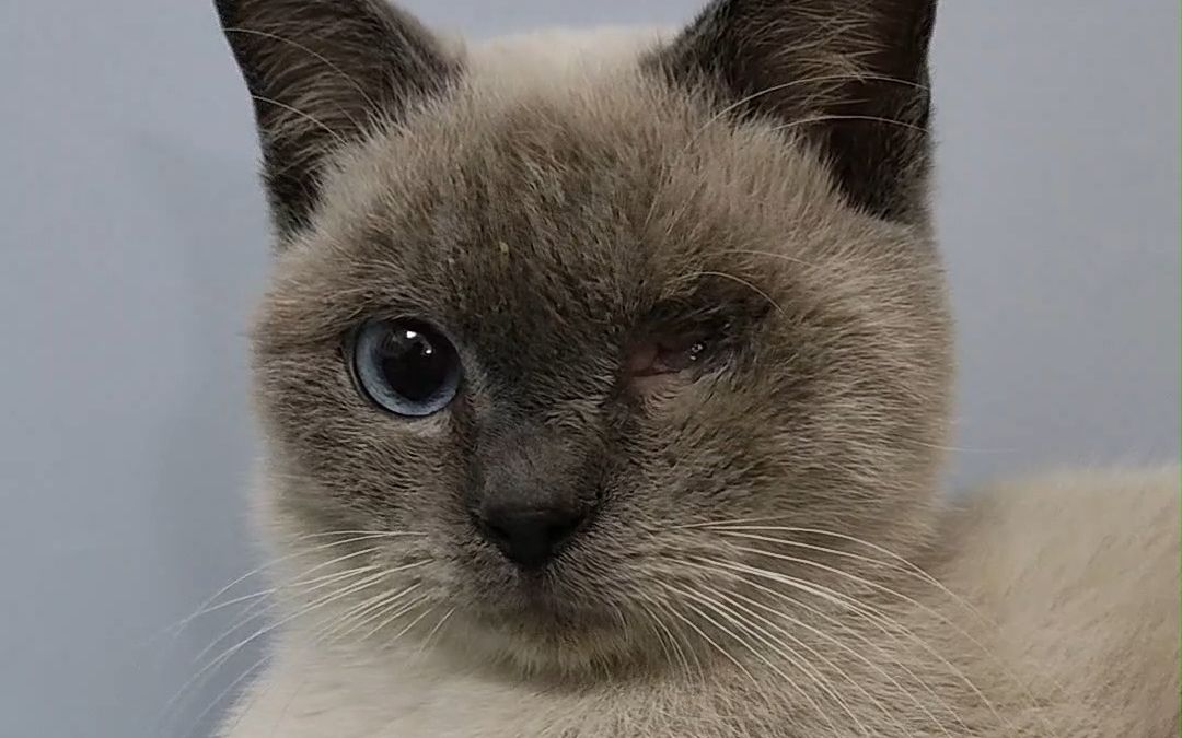 新收养一只独眼猫咪