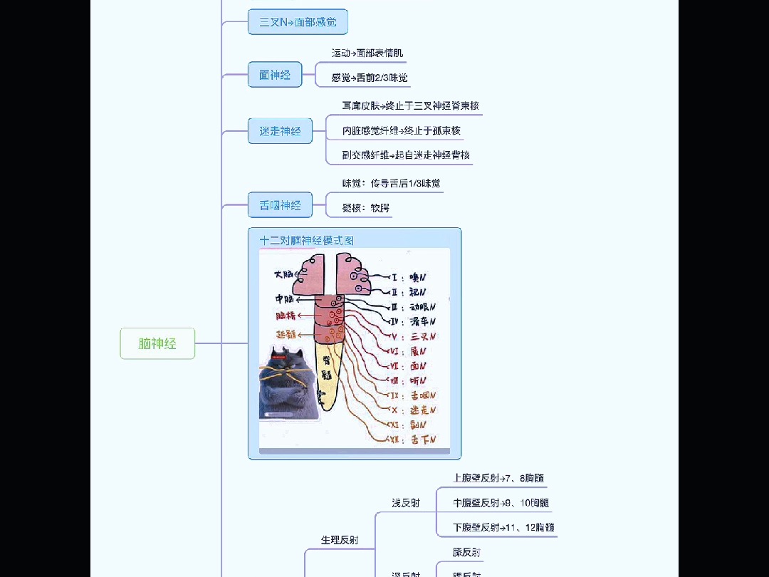 神经系统疾病十二对脑神经(思维导图知识卡片)哔哩哔哩bilibili