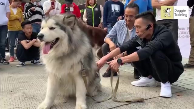 [图]一碰扭頭就是一口的阿拉斯加，主人考慮安樂死，訓犬師只用一招，乖乖聽話。