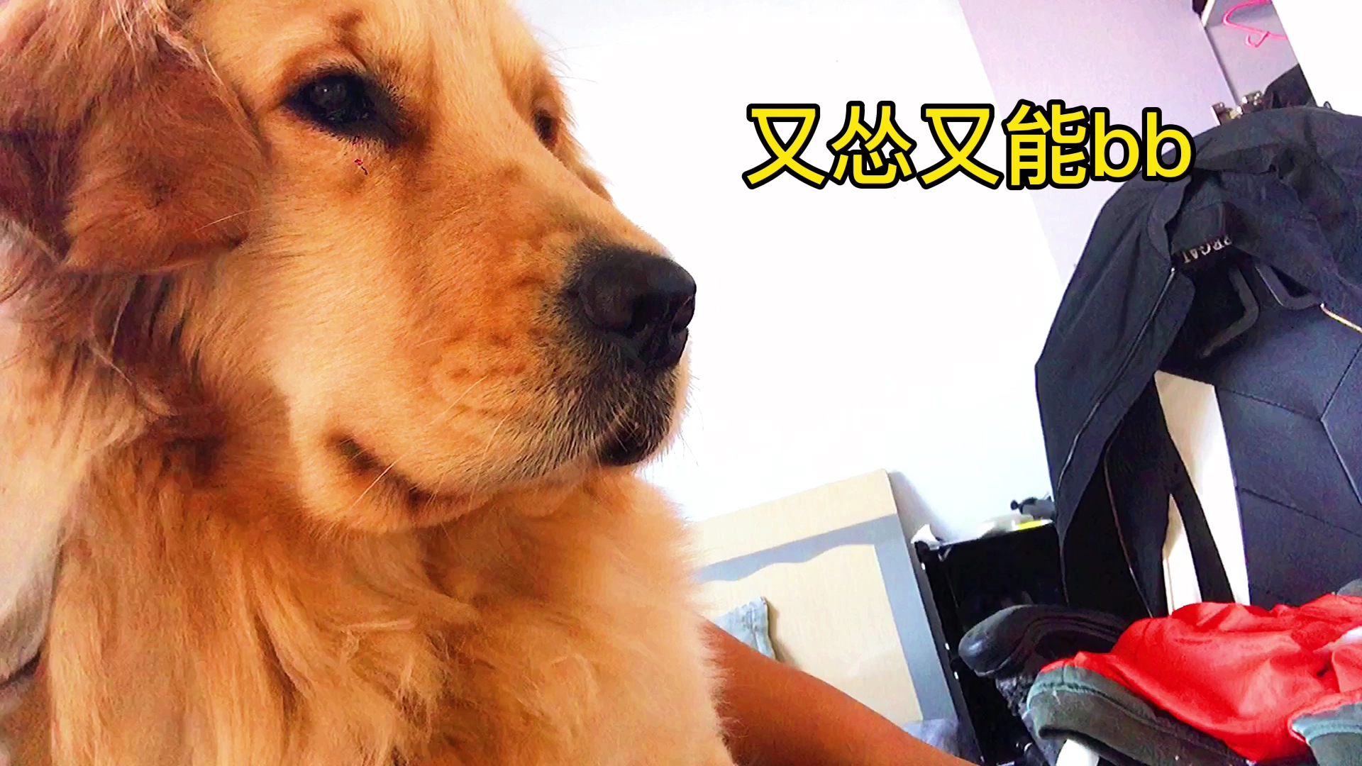 活动  金毛是又怂又能bb,躲在怀里瑟瑟发抖