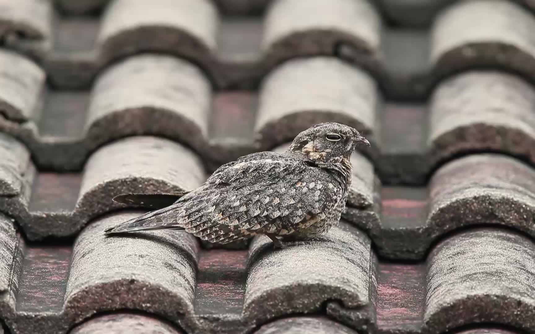 savannanightjar林夜鹰在梳理羽毛打瞌睡和合唱中