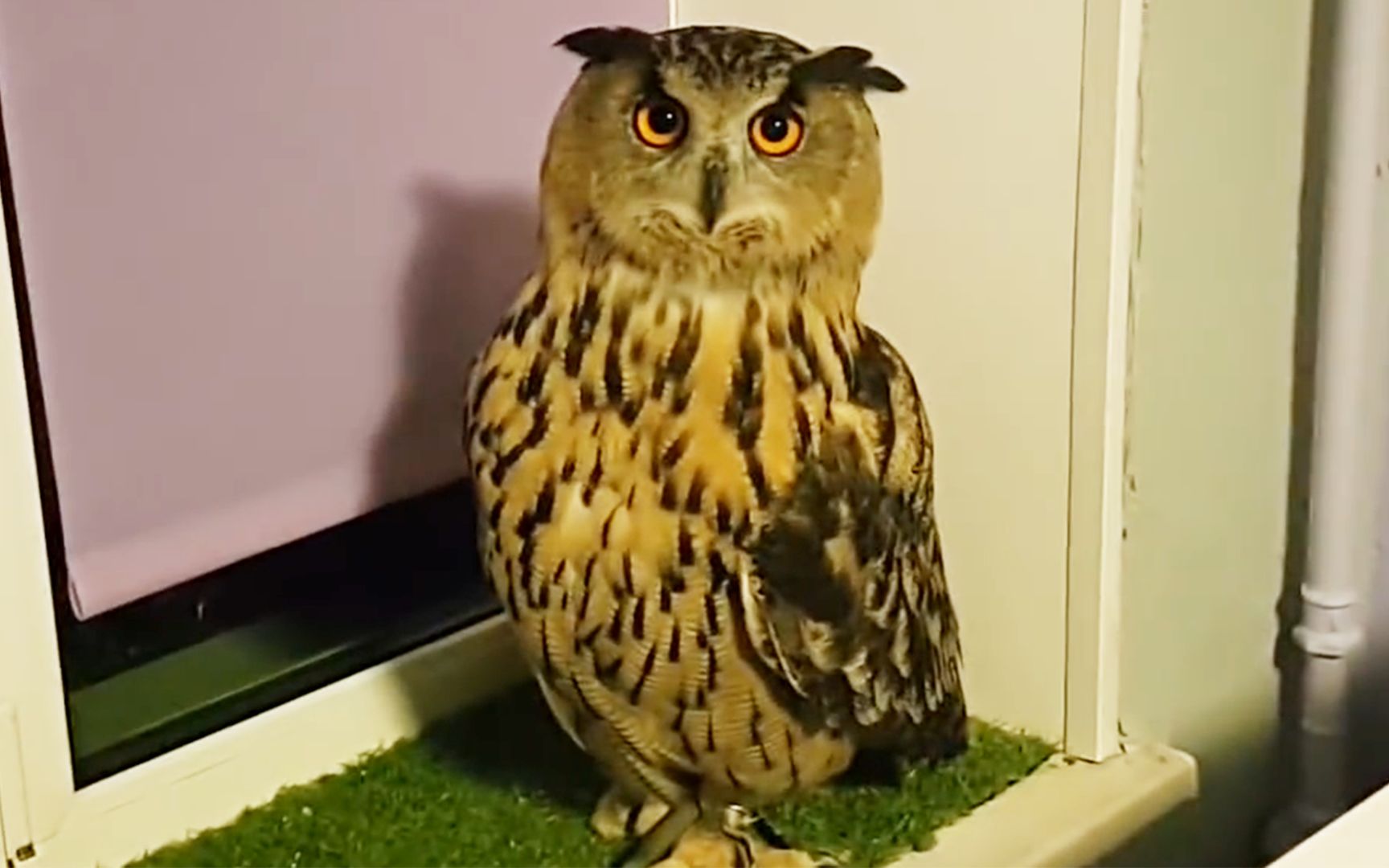 谢谢你抽空来敷衍我几秒钟猫头鹰yoll