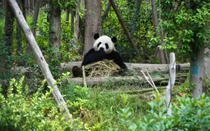 Video herunterladen: 远远地看毛豆舔手 这个外场太难拍