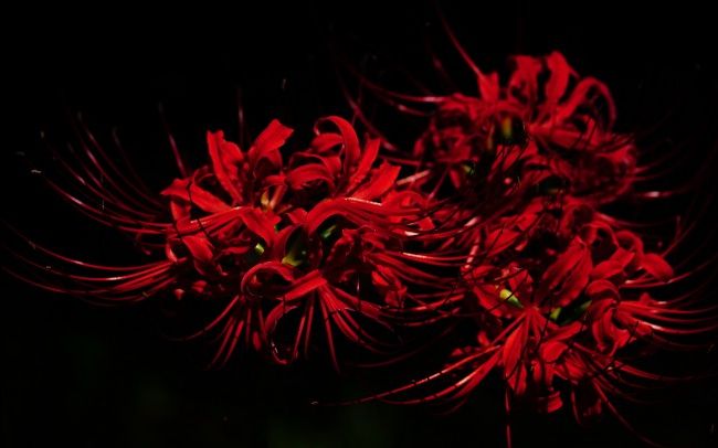 侠客风云传前传血色的姻缘