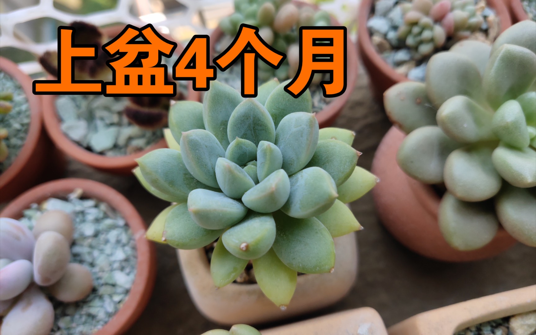 还是红象牙?傻傻分不清楚.