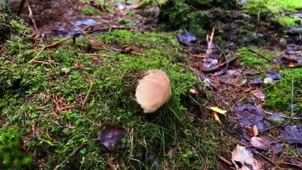 Скачать видео: 沉浸式采蘑菇，找到童话故事里的每一朵，给自己一点解压时光