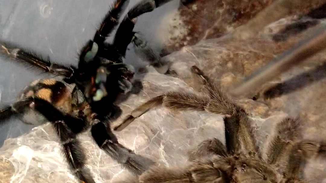 委内瑞拉太阳虎蜘蛛更多交配经验添加企鹅群群聊号398372650