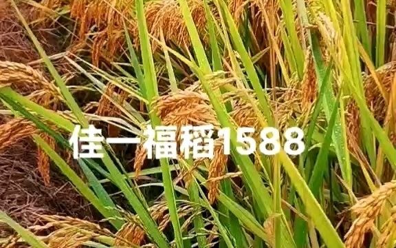 水稻优质供应商佳一福稻1588高产稻种多少钱一斤哔哩哔哩bilibili