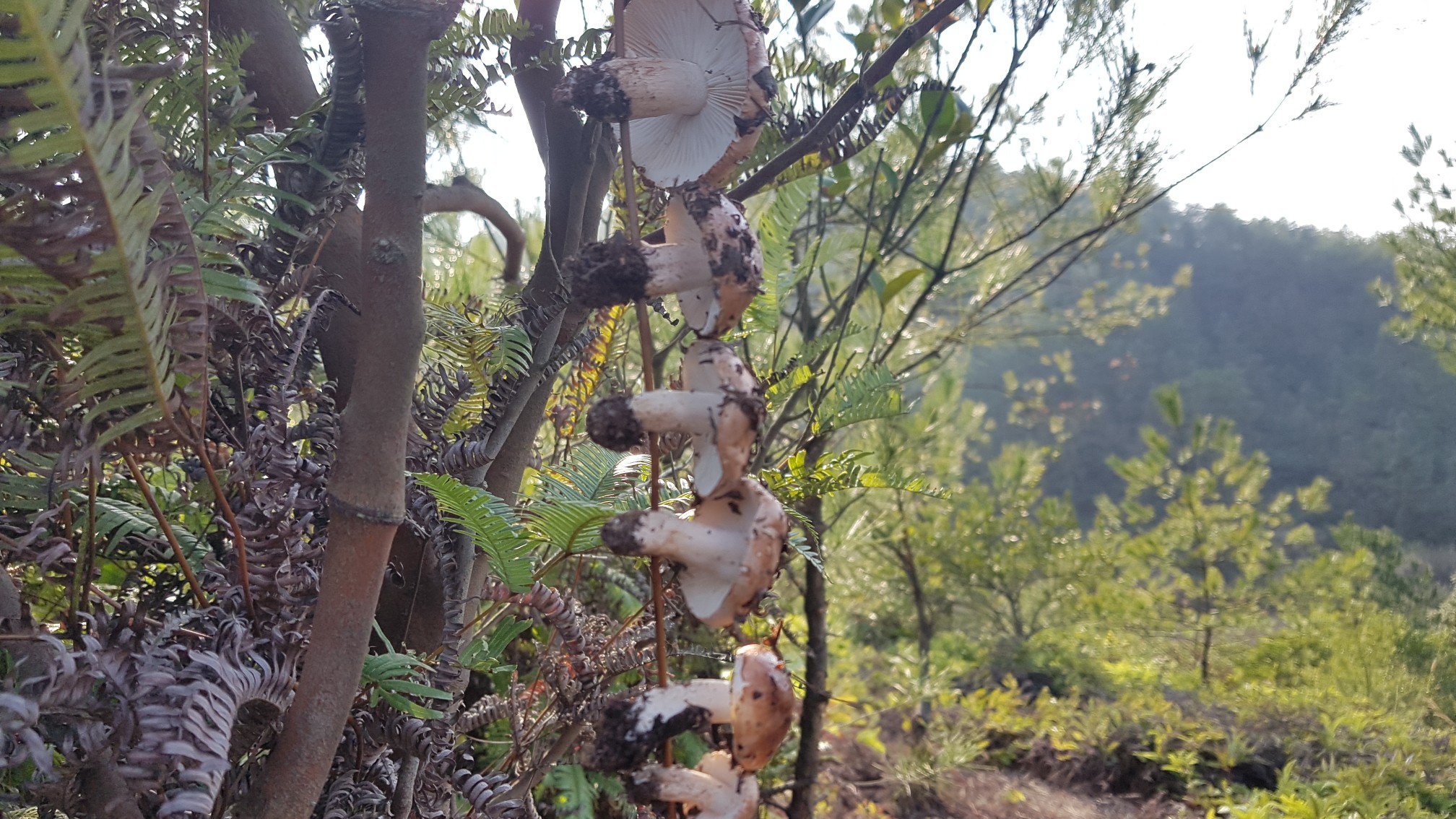 翻了几座山,终于找到了美味的松针菇(丛树菇),可以煲汤了.哔哩哔哩bilibili