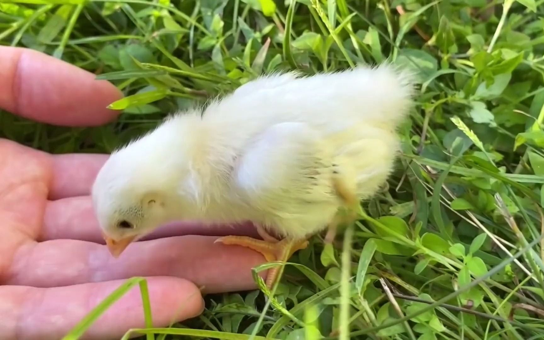 【萌物】破壳后小鸡把第一眼看到的东西当鸡妈妈_哔哩哔哩_bilibili
