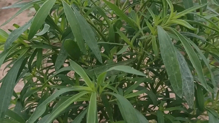 地肤子,天然扫帚