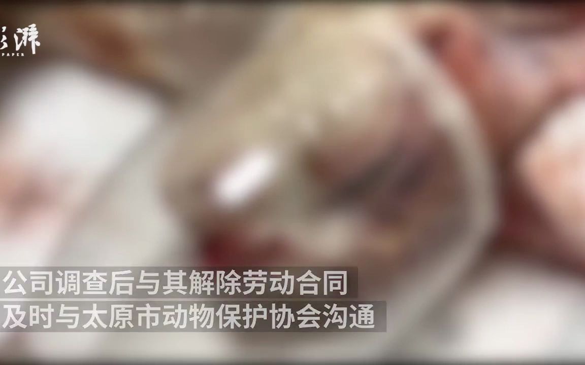 用开水烫怀孕母猫男子被开除【太原男子开水烫怀孕母猫致4胎死亡,被保安公司解除劳动合同】哔哩哔哩bilibili