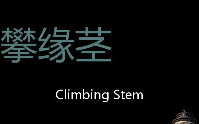 [图]攀缘茎 Chinese Pronunciation Climbing stem