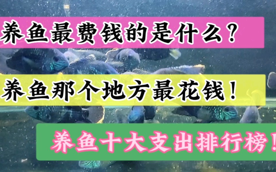 养观赏鱼最费钱的十大排行榜?你感觉什么地方花钱最多?养鱼上瘾哔哩哔哩bilibili