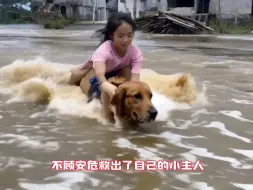 Скачать видео: 万物皆有灵，大暖男勇敢的救出了被困水中的小主人