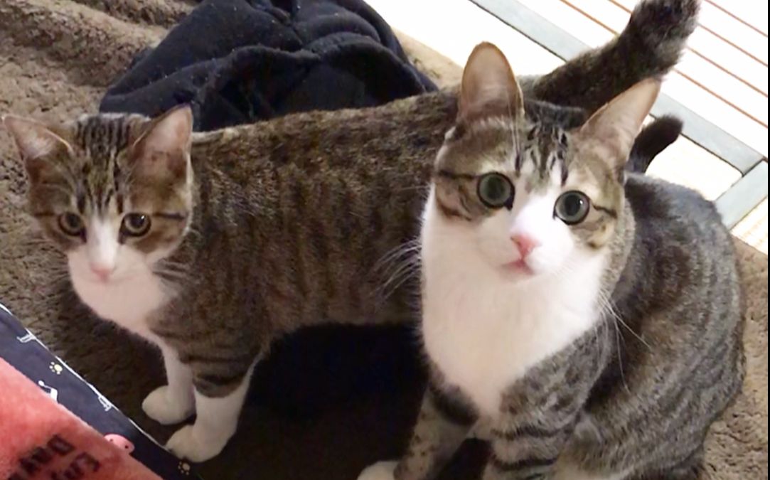 【猫】suzume:ki♂mo♂chi? unagi:尼桑~好.奇怪.身体