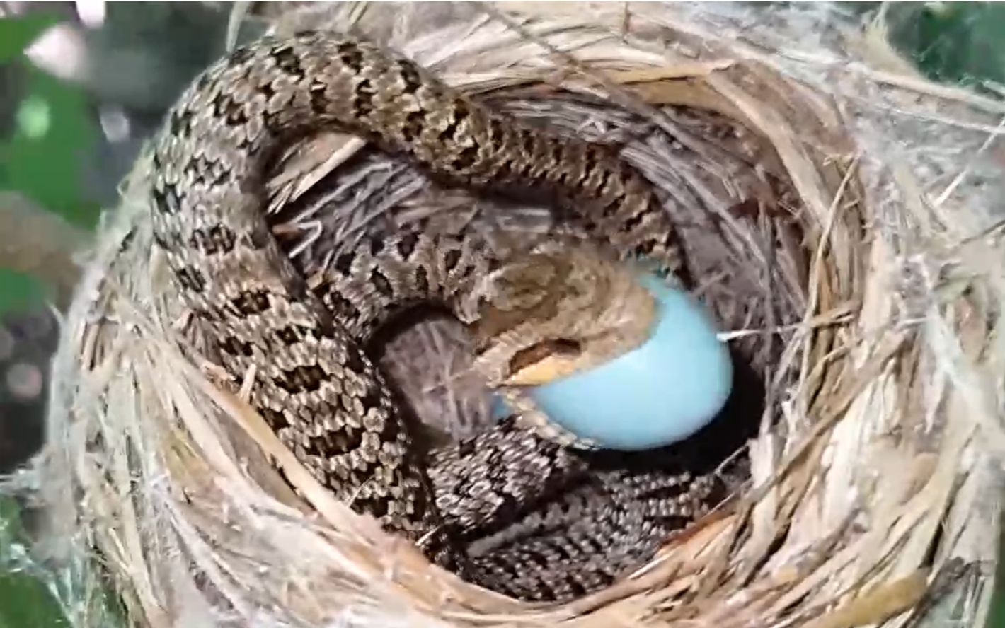 一条蛇躲在鸟巢中,它要偷食鸟蛋