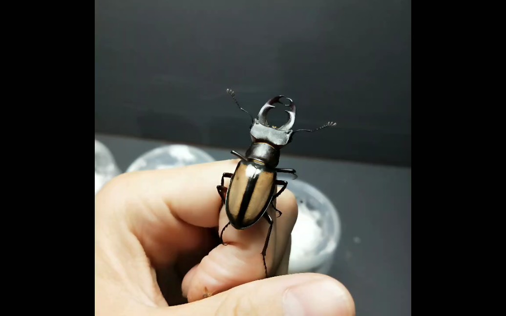 派瑞深山锹甲开箱视频