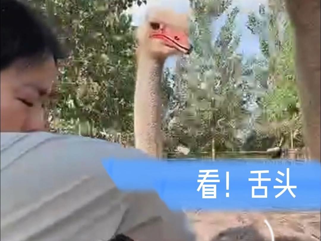 死鸭子嘴硬要改改了, 死鸵鸟嘴硬