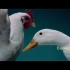 华为手机沙雕广告：《鸡同鸭讲》｜优秀广告创意视频TVC推荐