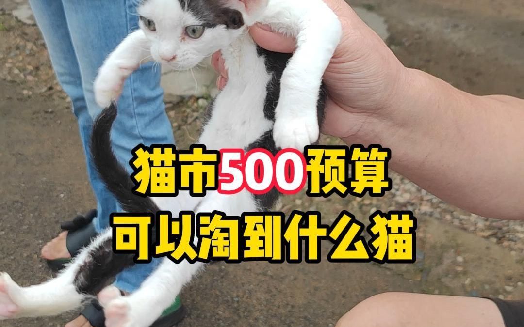 猫市500预算可以淘到什么猫哔哩哔哩bilibili