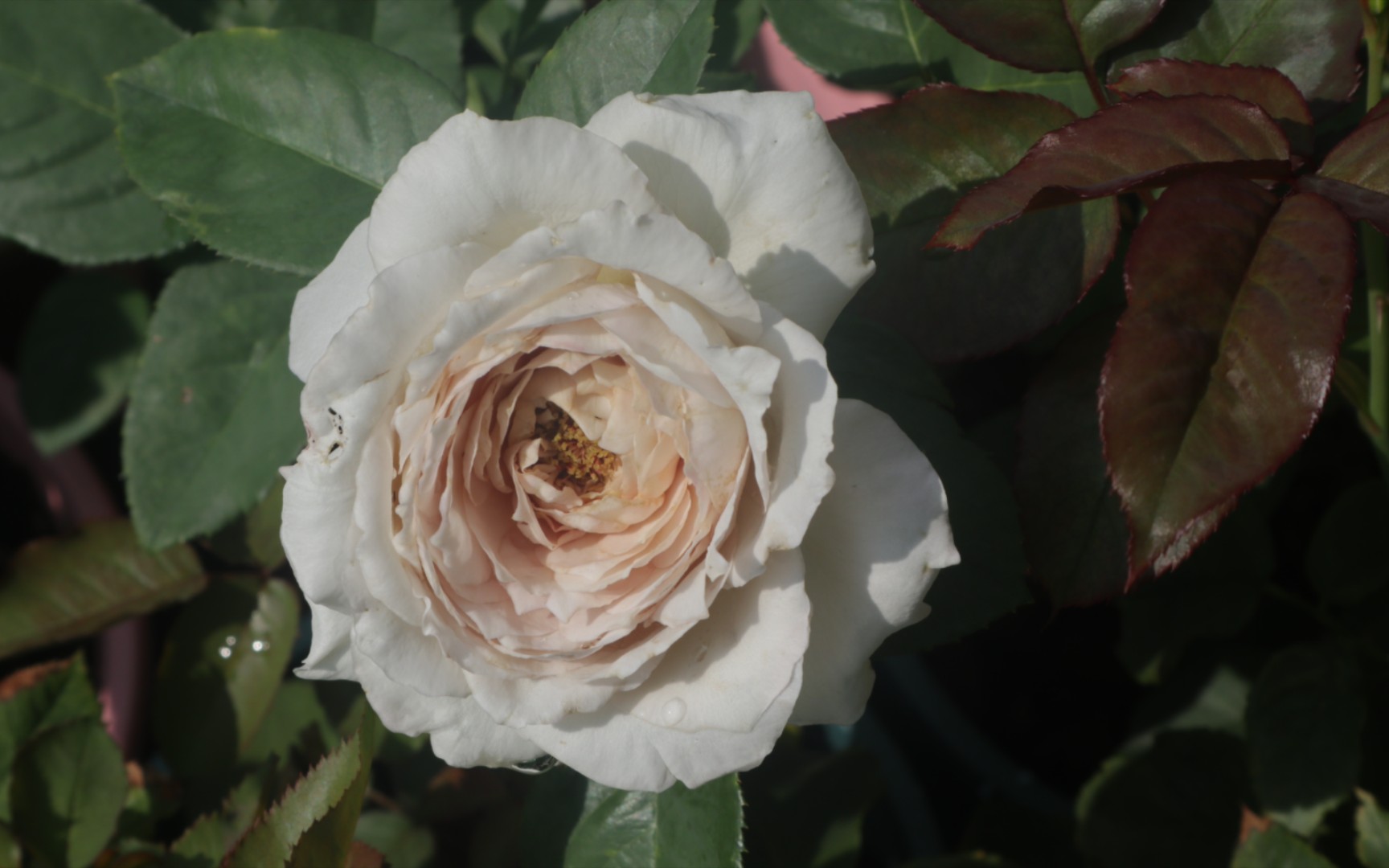 【养花日常】乐柏/珍珠牛乳