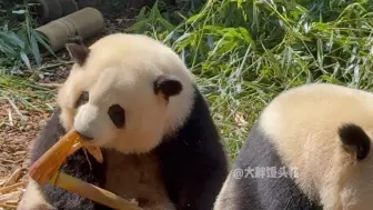 Скачать видео: 阳光下毛茸茸的花花太甜了，还自带腮红，不愧是顶流甜妹