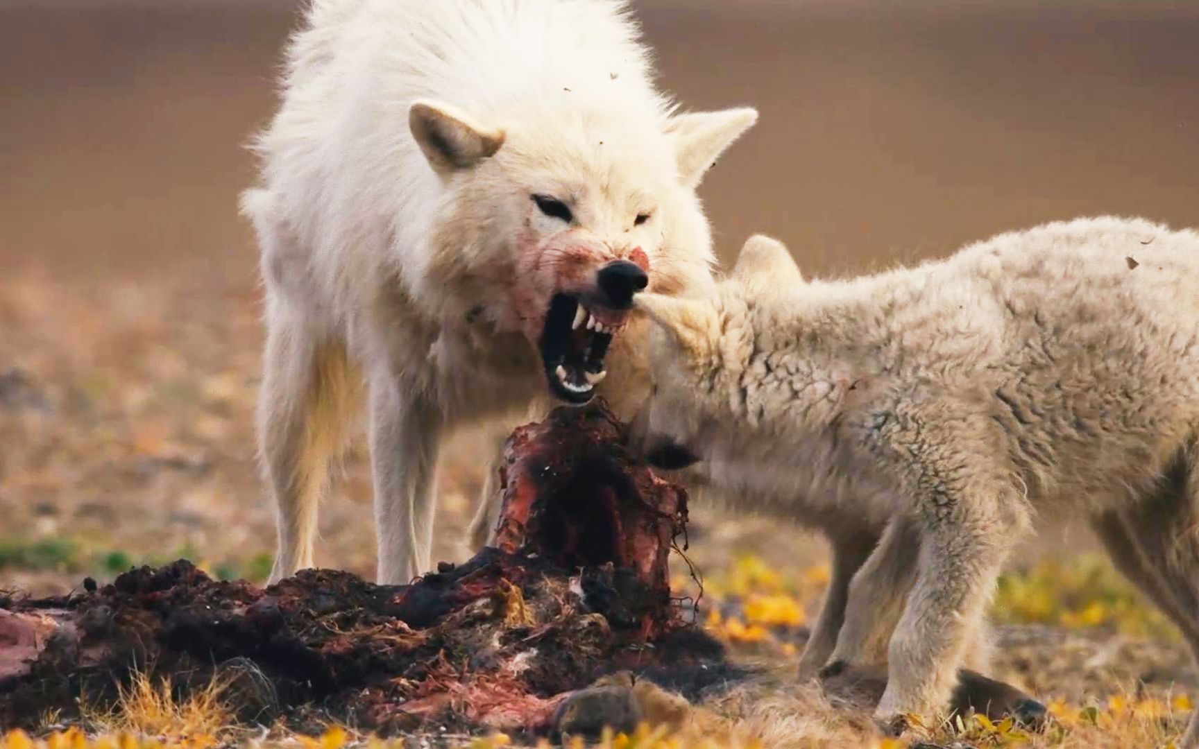 地球上最野的北极狼,家族式猎杀麝牛,半吨重的撞击吓傻了小狼崽