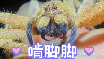 调教蛛蛛啃脚脚好可爱，最后它居然凶我
