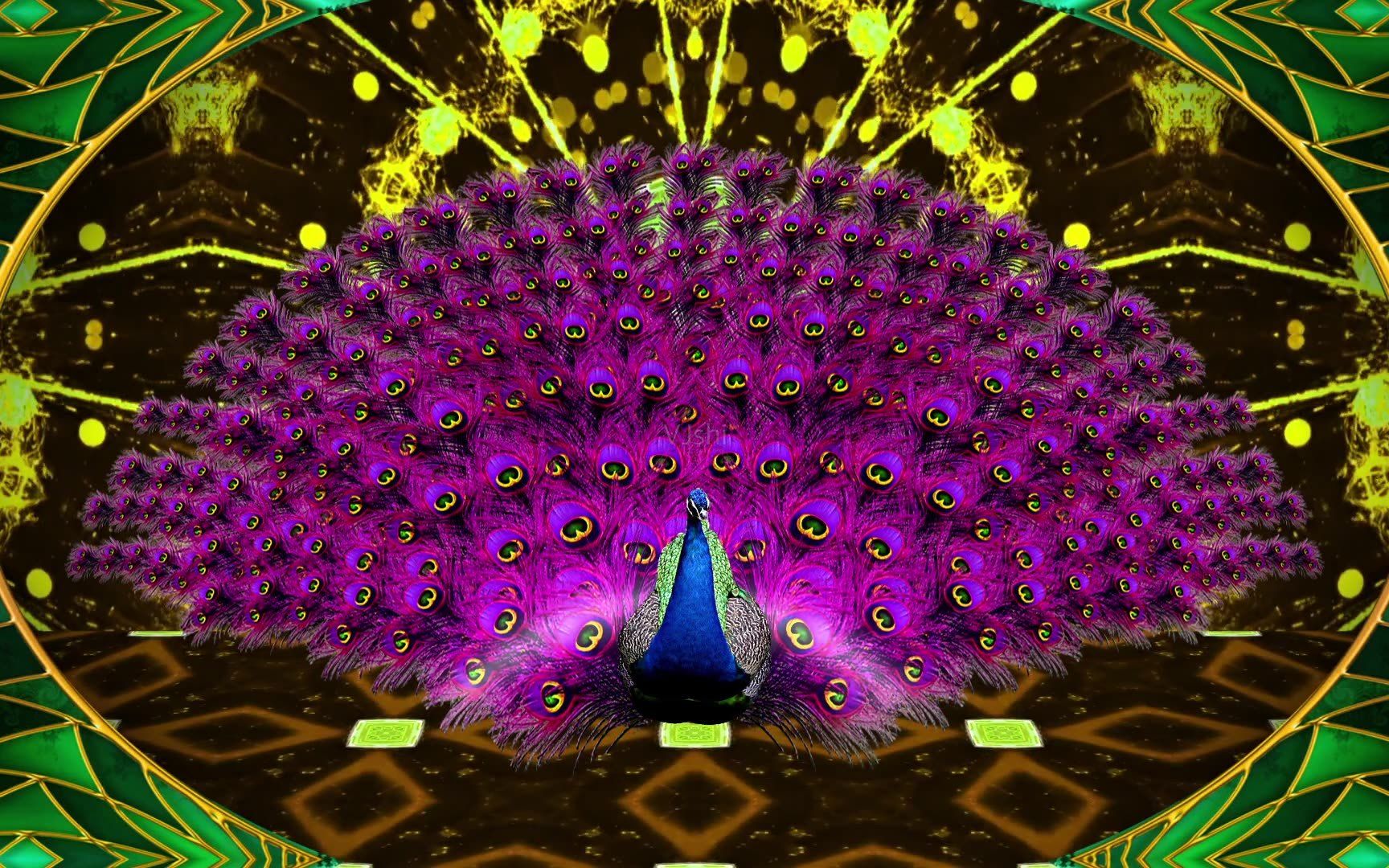唯美孔雀开屏卡点合集,寓意吉祥如意,前程似锦,白头偕老!