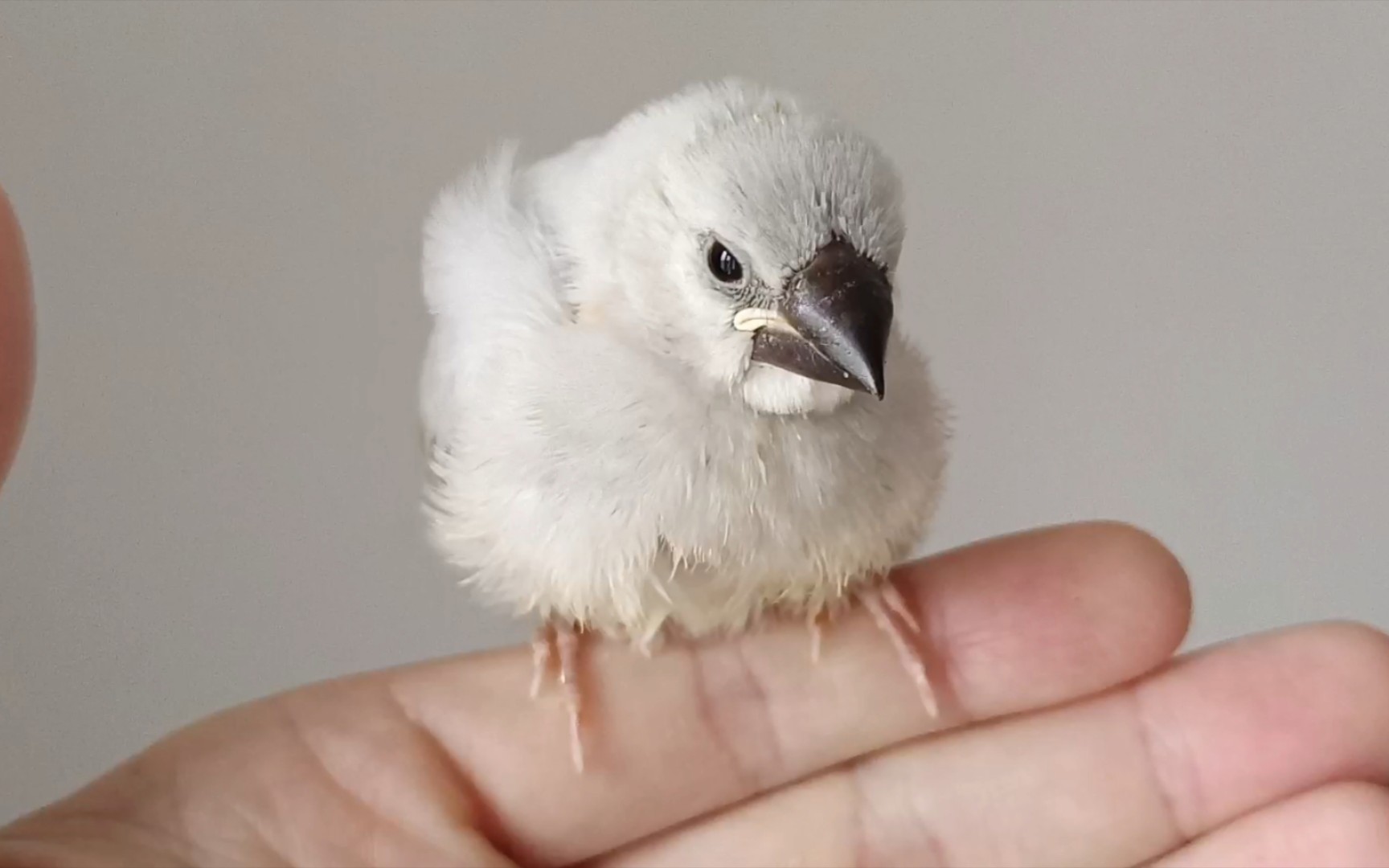 百元买了一只文鸟雏鸟,喂食的过程很有趣,被它萌到了