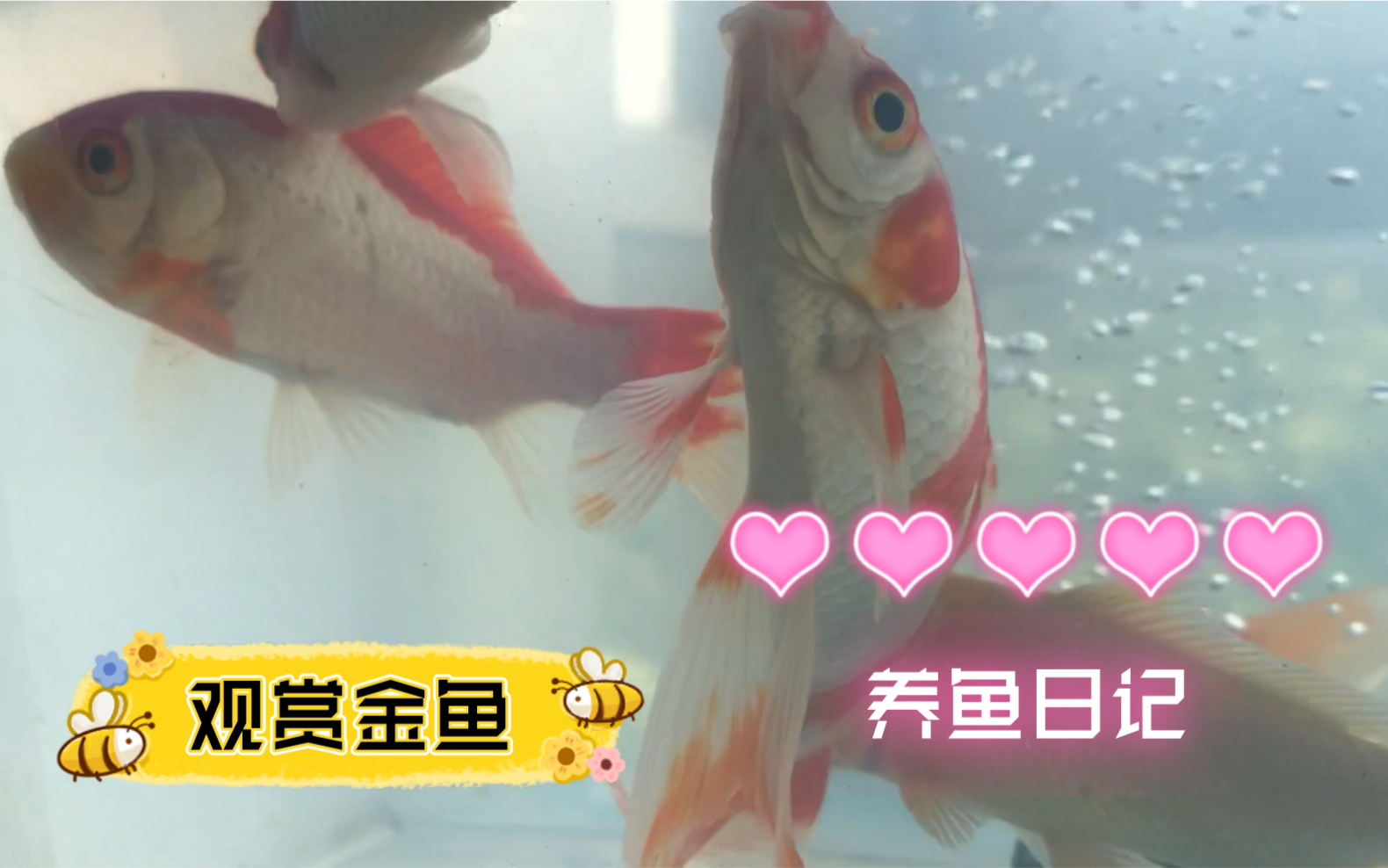 草金鱼 金鱼 锦鲤 混养观赏鱼养殖,我们可以就是盆栽店买金鱼节快乐!