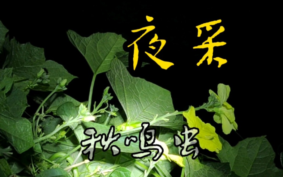 秋天夜采鸣虫!发现从未听过的鸣虫叫声!哔哩哔哩bilibili